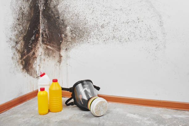 Best Commercial Mold Removal  in China Lake Acres, CA