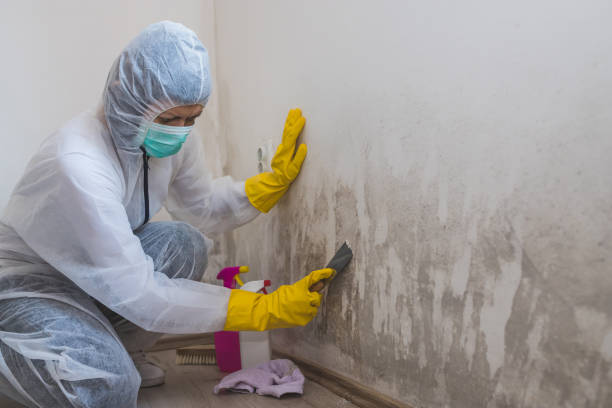 Best Black Mold Removal  in China Lake Acres, CA