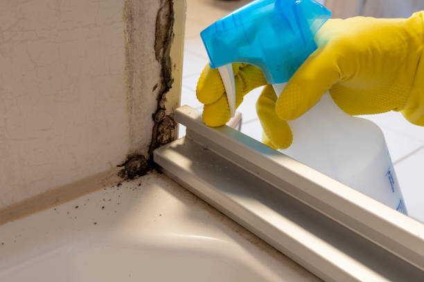 Reliable China Lake Acres, CA Mold Removal Solutions