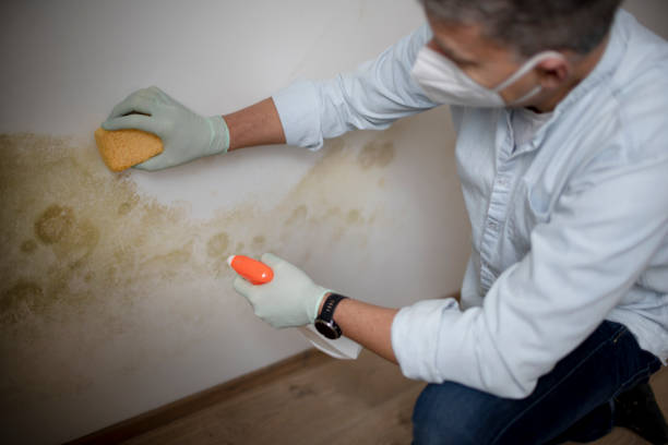  China Lake Acres, CA Mold Removal Pros