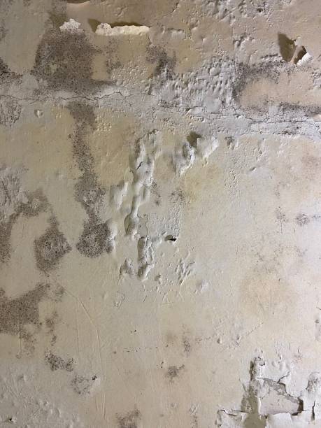 Best Mold Testing  in China Lake Acres, CA