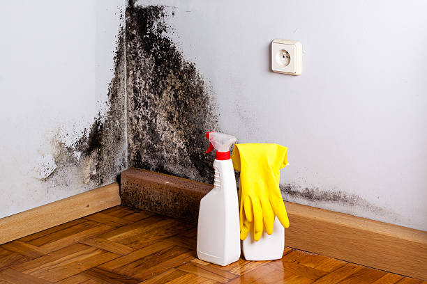 Best Best Mold Removal Companies  in China Lake Acres, CA