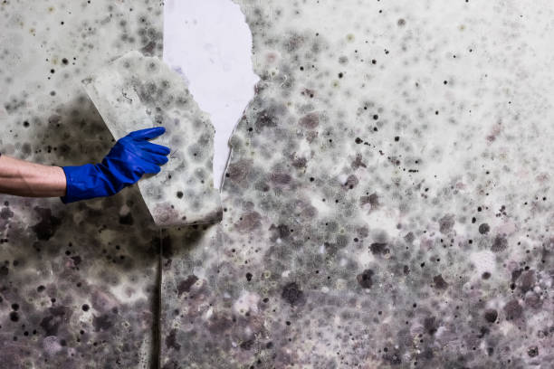 Best Residential Mold Removal  in China Lake Acres, CA